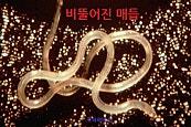 비뚤어진 매듭